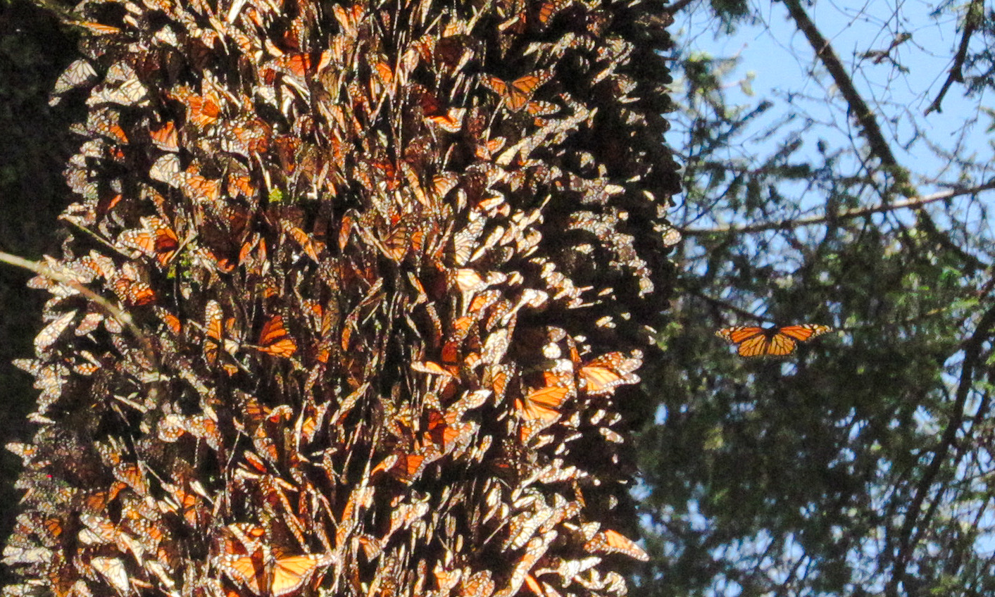 Roosting on a tree trunk